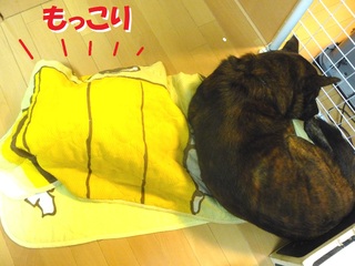 2011_1128_225154 futon_torarita.JPG
